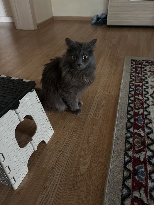 Кот отдам даром.