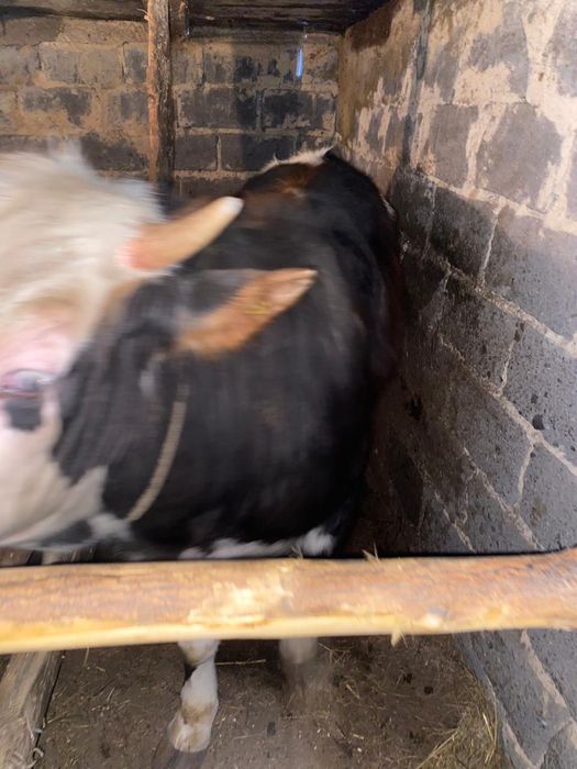 Бычок сатылады етке