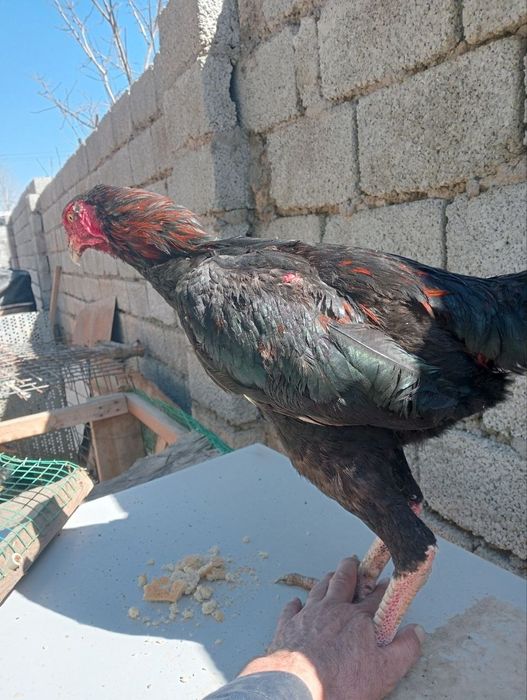 Zoti toza xali joʻja uyda boqilgan