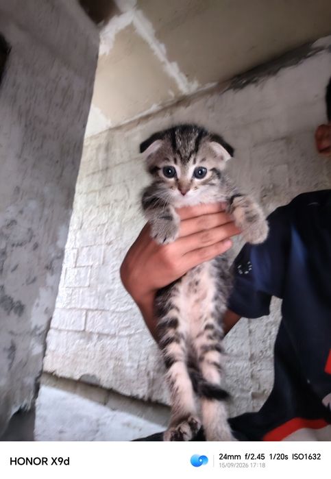 Котенок умная хароши пародный
