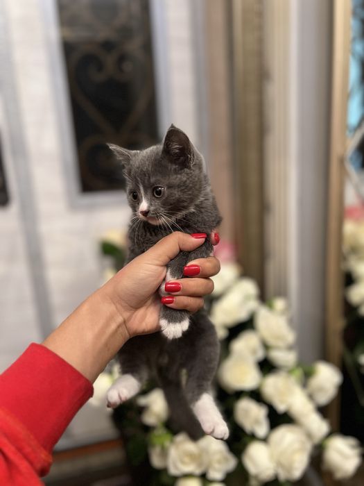 Продается чистокровный британский котенок