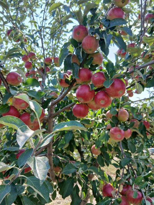 Vand prune 2 lei kg si mere la fel
