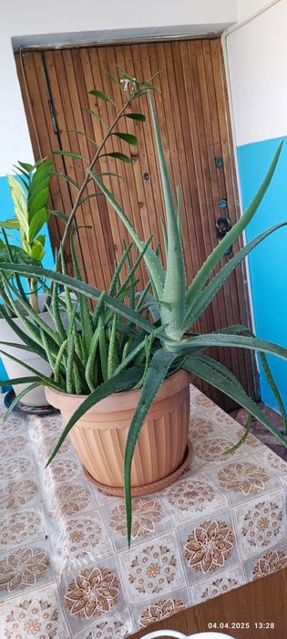 Алое Вера , продам!