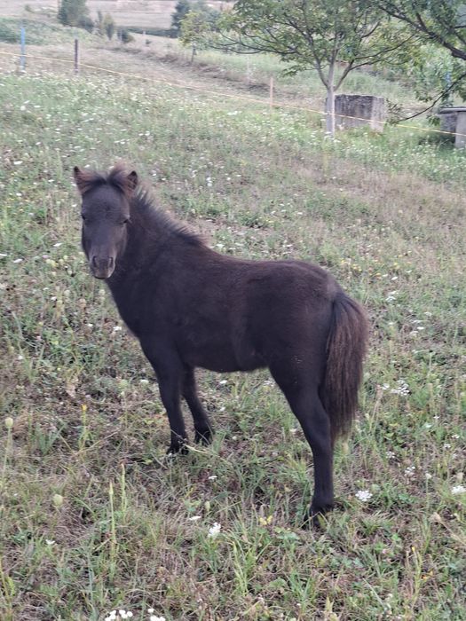 Manji de ponei de vanzare.