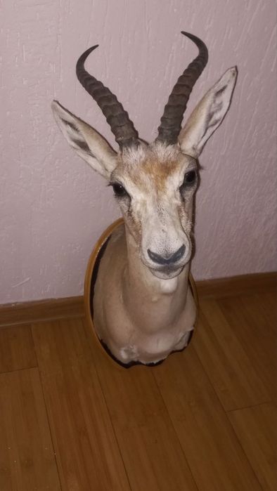 Отличные чучела Джейрана и Косули