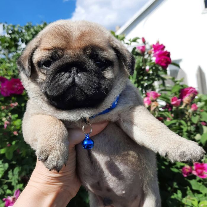 Отличные щеночки Мопса