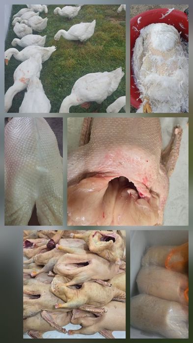 Продам мясо гуся