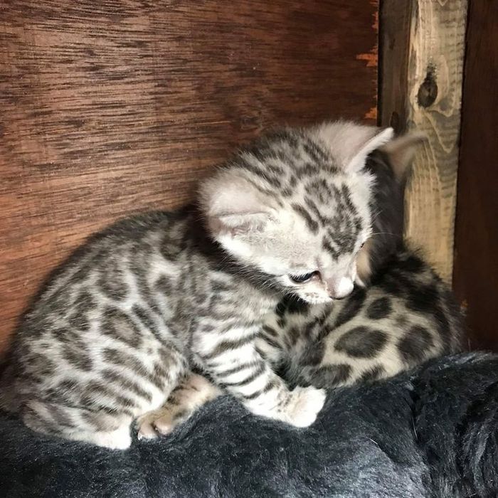 Бенгальские котята