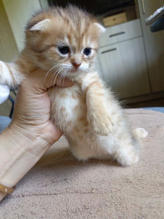 Пародистые котята