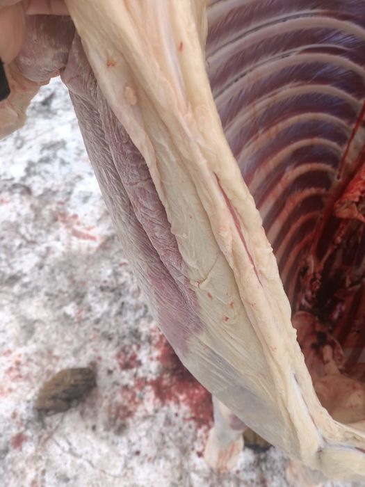 Жабағы Жабагы соғым доставка