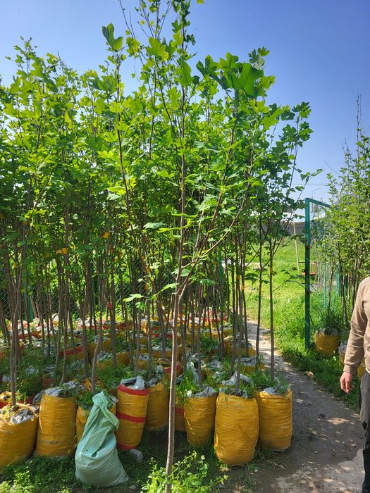 Берёза и разные декоративные растении