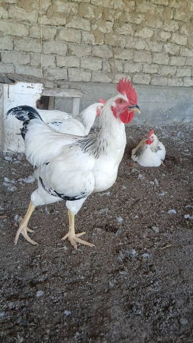 Adler xorozlari 25 bor