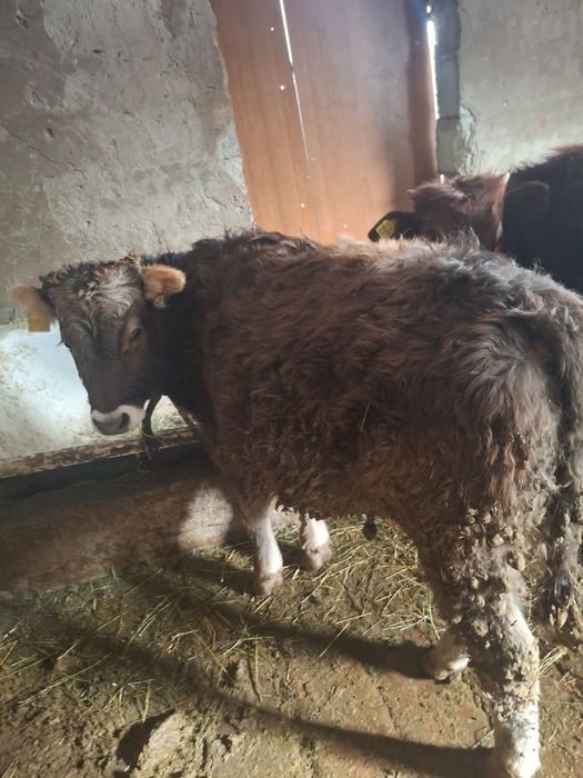 Продается  бычок и телка хорошие