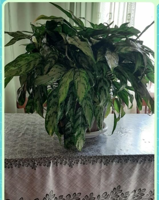 Продам домашний цветок