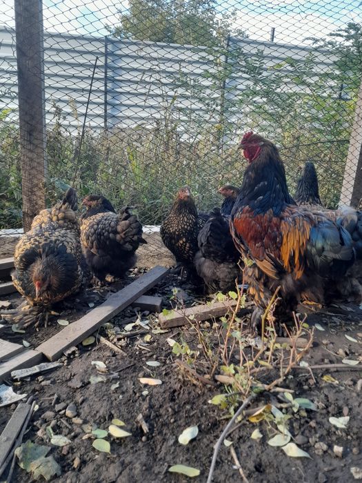 Pereche Brahma Gold Laced, Cochinchina Pitic negru bobat și porțelan, Mii de Flori Lemon și Auriu Porțelan