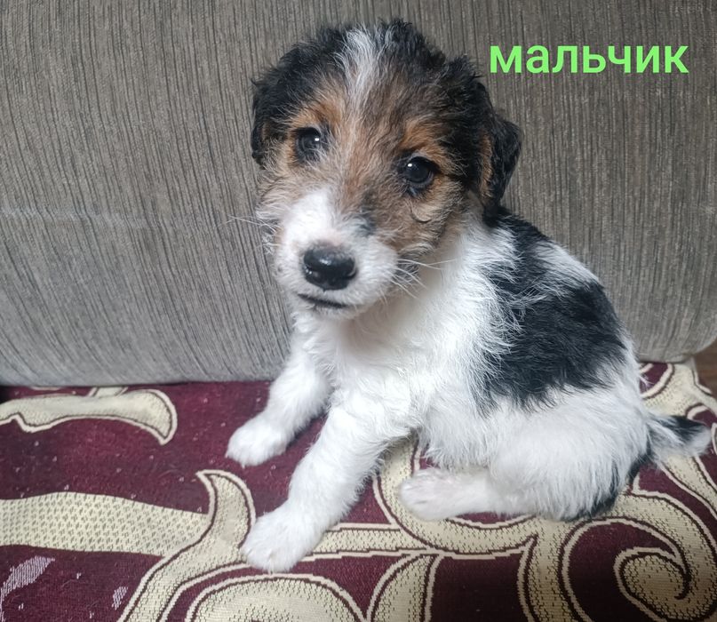Продам щенка фокстерьер