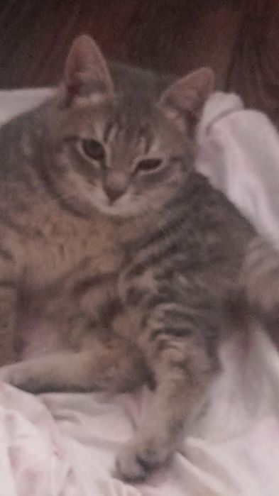 Животные домашние