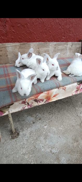 Iepuri puișorii Uriaș gri german și uriaș Transilvania