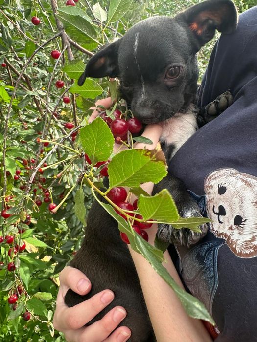 Щеночки чихухуа и папильон