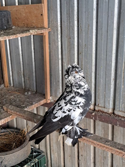 Porumbei uriasi maghiari