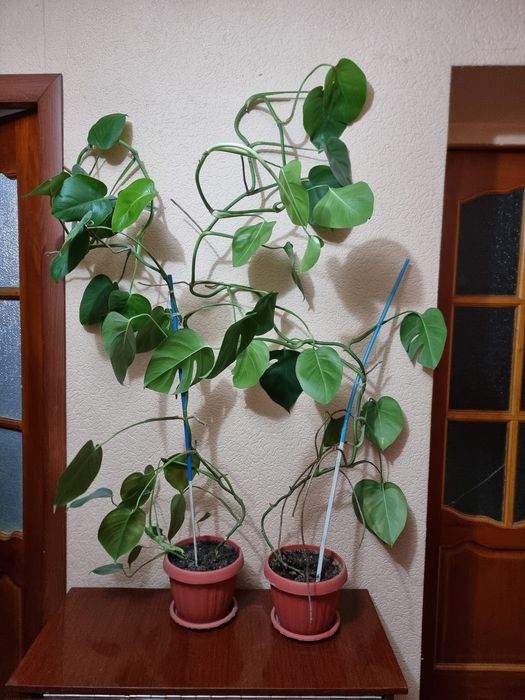 Монстера продам дешево