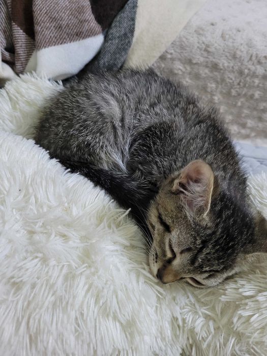 Котята 2,5 месяца