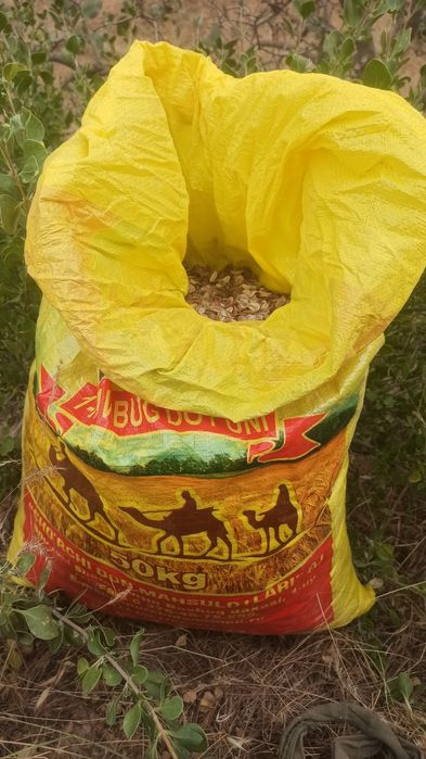 Bobo Toğ kavrak uruği bor sotiladi 240 kilo