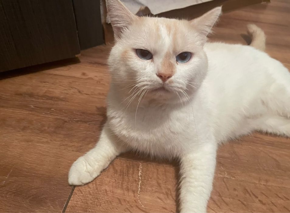 Отдам кота в хорошие руки