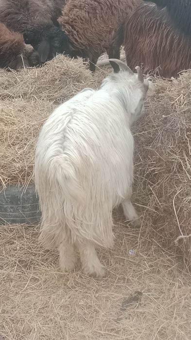 3 бас серкелер сатылады