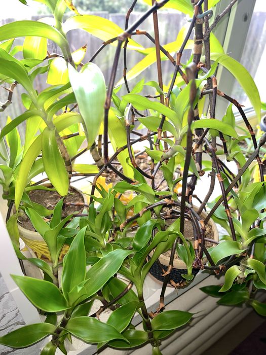 Золотой ус, лечебное домашнее растение