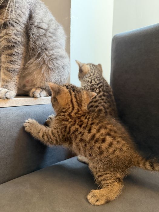 Продаем очаровательных шотландских котят!