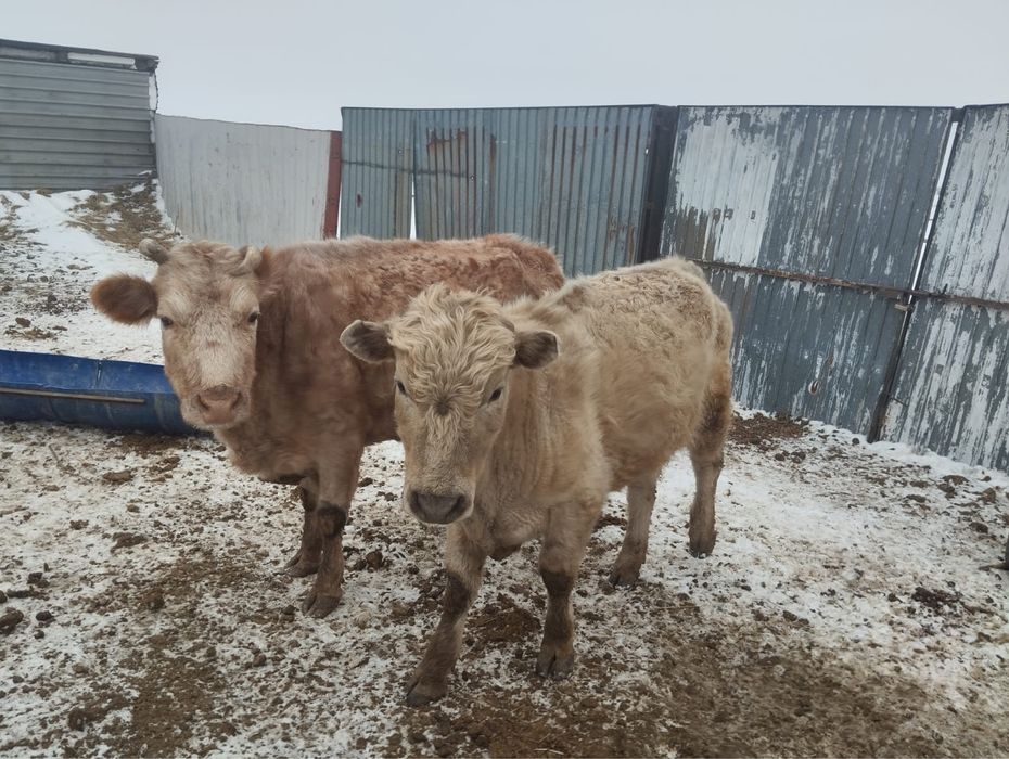 2 бұқа бар сатылады