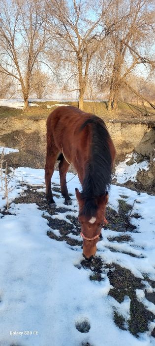 Жабагы тай полу тяж