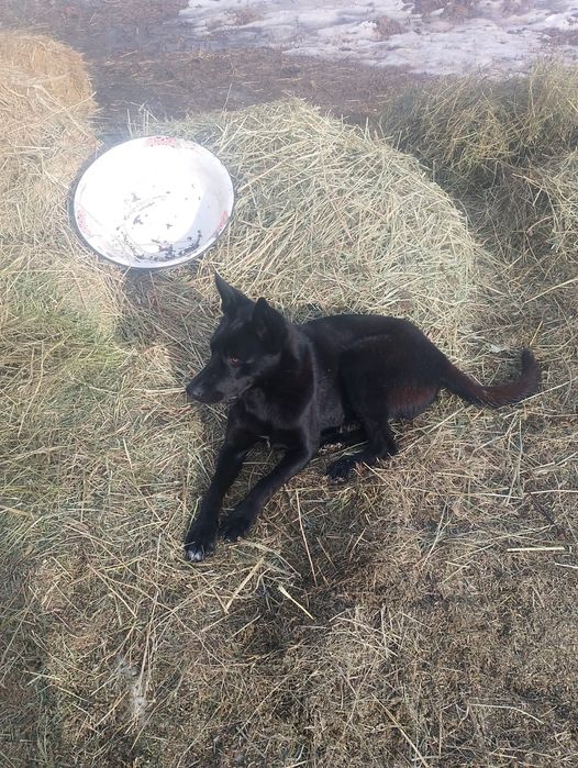 Продам овчарку европеец