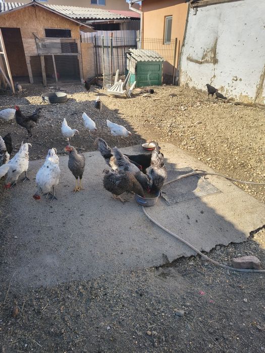 Vând păsări australorp,rățoi,curci