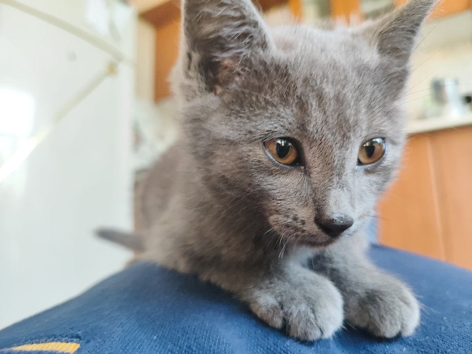 Котенок в хорошие руки