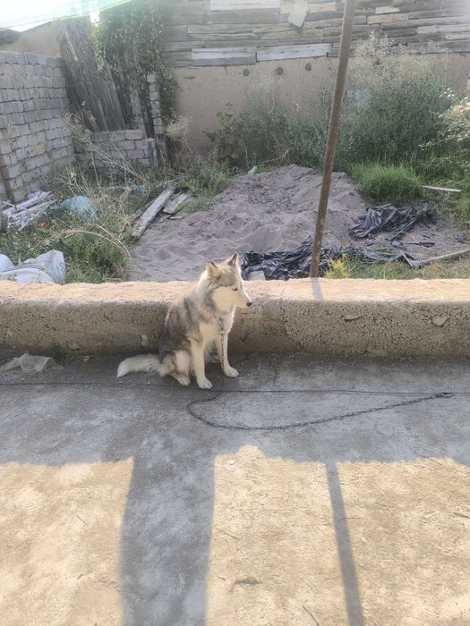 Хаски сучка 1 год