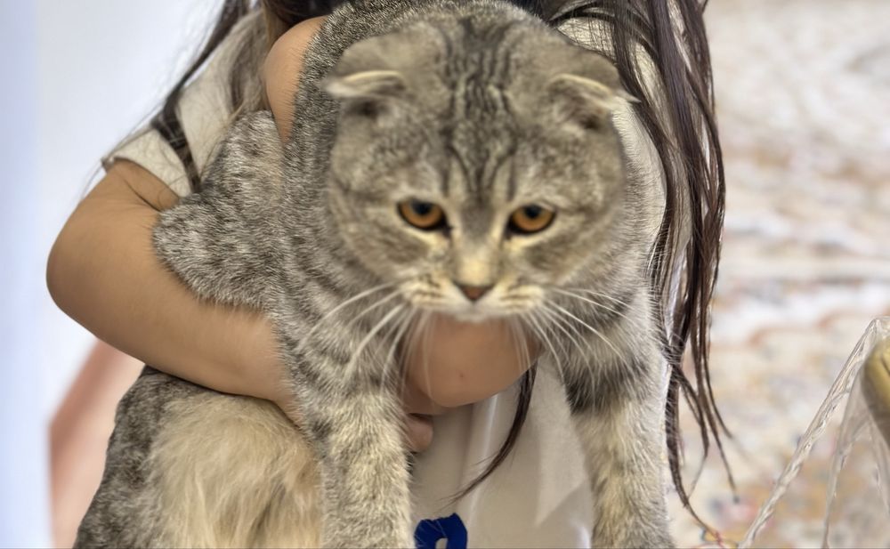 Продам кошку вислоухую