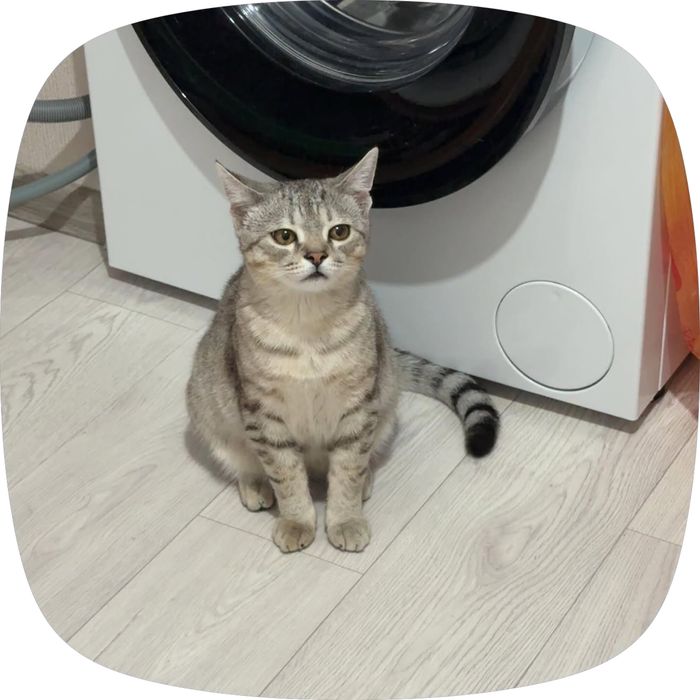 Отдам кота в хорошие руки