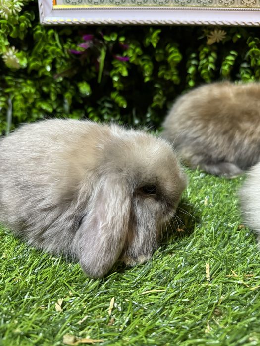 карликове кролики