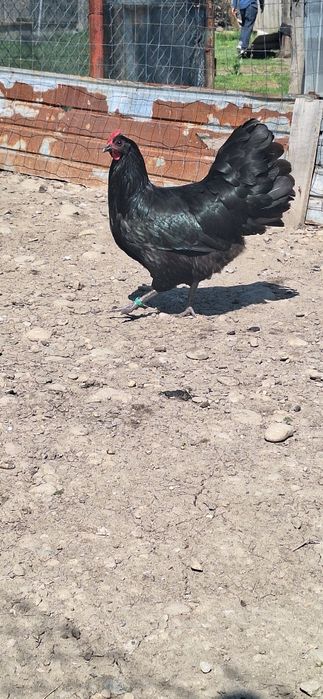 Gaini si cocosi de australorp si tineret