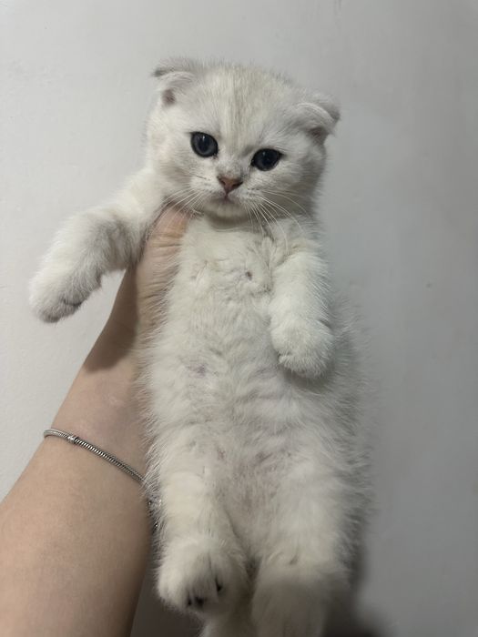 продается серебристая шиншилла девочка