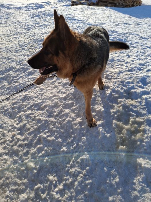 Шенки немецкой овчарки