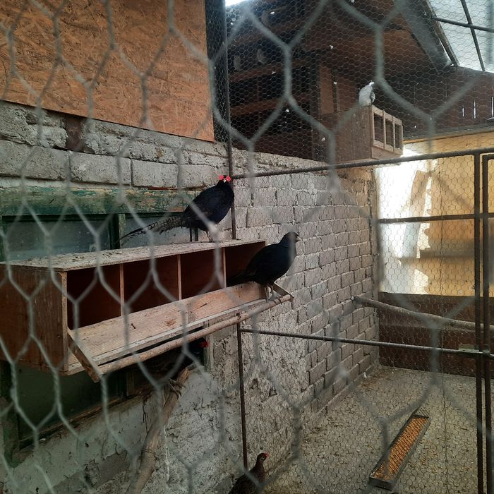 Fazani  Tenebros pereche.