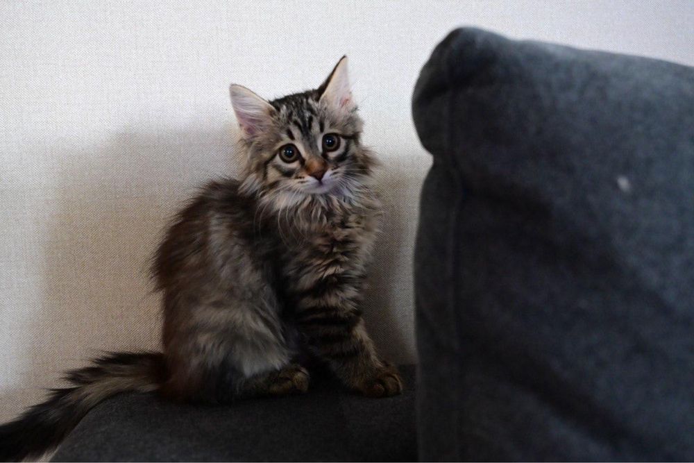 Котята ищут дом (2 девочки)