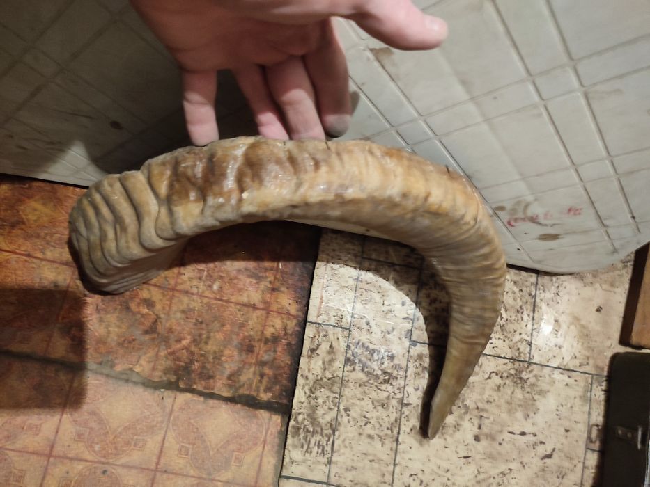 Продам рога сувенирные.