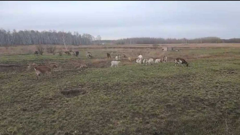Натуральное свежее козье молоко