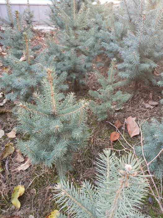 Кремлевская ёлка