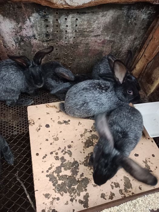 Продам кроликов полтавских.