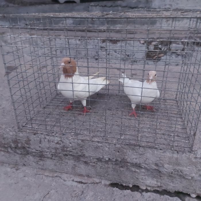 Сарыбас пара лет с игрой гатовый